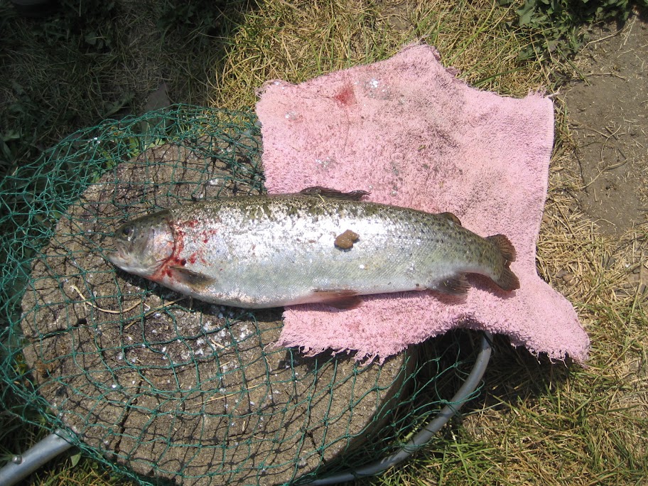 The Catch