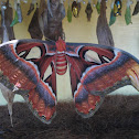 Atlas moth