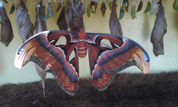 Spotting Image 1