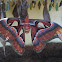 Atlas moth