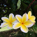 Frangipani
