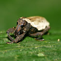 Broad-nosed weevil