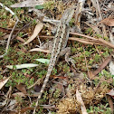 Jacky Lizard