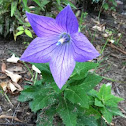 Balloon flower