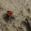 Firebug