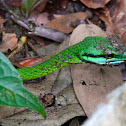 Parrotsnake