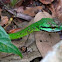 Parrotsnake