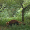 Red Panda