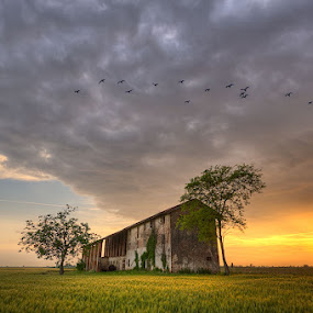 Musile Di Piave - Old House - Wild Ducks by Fabrizio Vendramin - Landscapes Prairies, Meadows & Fields ( wheat, old house, wild, tree, veneto, duck, musile di piave, italy, sun )