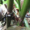 Poison dart frog