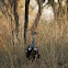 Red-crested Korhaan