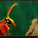 potter wasp