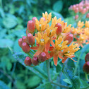 Butterfly Milkweed