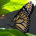 Monarch butterfly