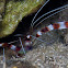 Banded Boxer Shrimp, Banded Cleaner Shrimp