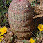 Rainbow Cactus