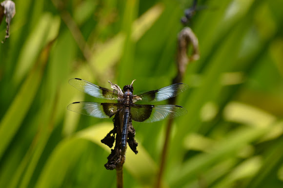 Spotting Image 1