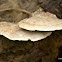 Polypore