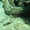 Arrow Crab