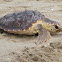 Tortuga Boba