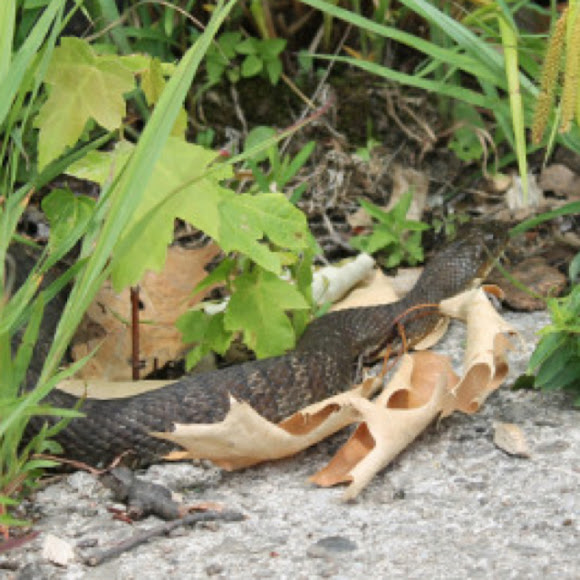 Spotting Image 1