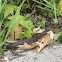 Northern Water Snake