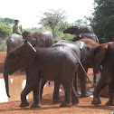 African elephants