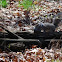 Grey Squirrel
