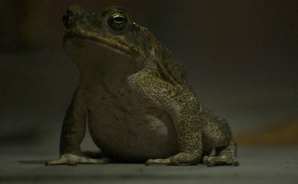 Spotting Image 1