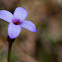 Tiny Bluet