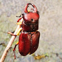 Reddish-brown Stag Beetle
