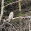 Barred Owl