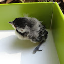 Carolina Chickadee