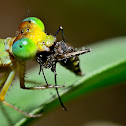 Damselfly