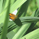 Monarch