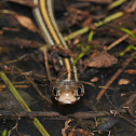 Orange-striped ribbonsnake (juvenile)