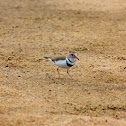 Three-banded Plover