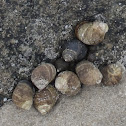 Common Periwinkle