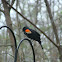 Red-winged Blackbird