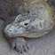 Komodo dragon