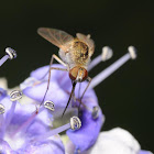 Bee fly