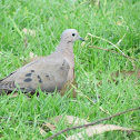 Eared Dove