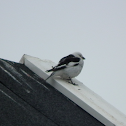 Snow Bunting