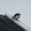 Snow Bunting