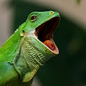 Fiji Banded Iguana
