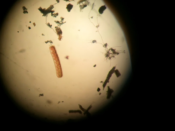 Spotting Image 1