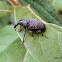 Caruncho do pinheiro (Pales Weevil)