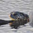 Green Sea Turtle