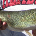 Chain Pickerel