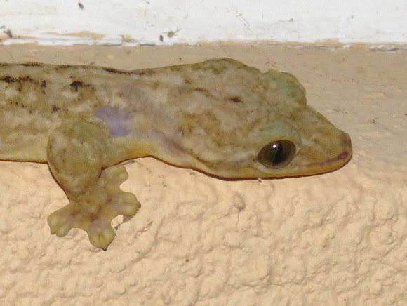 Spotting Image 1